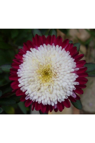 Muka Botanik 10 Adet Aster Pompon Winter Cherry Red Tohumu - Resim 6