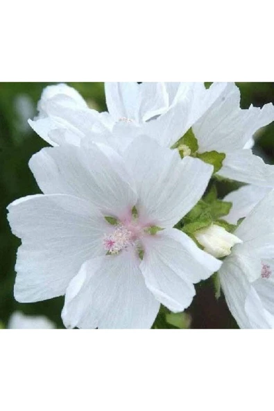 Muka Botanik 5 Adet Hollyhock (malva Moschata White) Tohumu - Resim 3