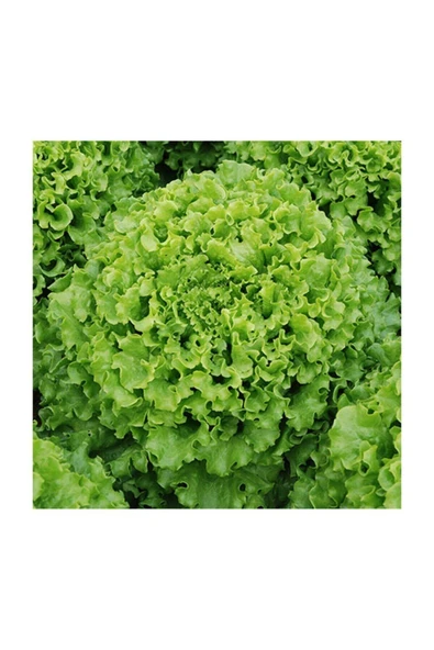 Muka Botanik Kıvırcık Marul Tohumu 100 Adet Tohum Sebze Tohumu - Resim 2