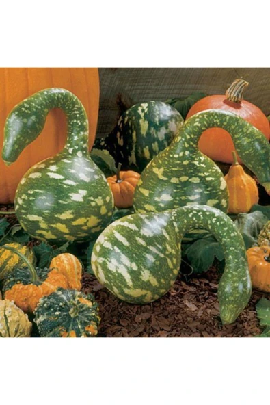 Muka Botanik Nadir Kuğu Su Kabağı Tohumu Ekim Seti - Resim 3