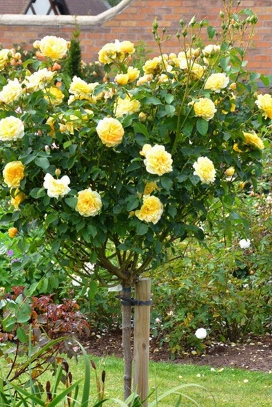 Muka Botanik Sarı Gül Ağacı Tohumu / 5 Adet Tohum - Resim 5