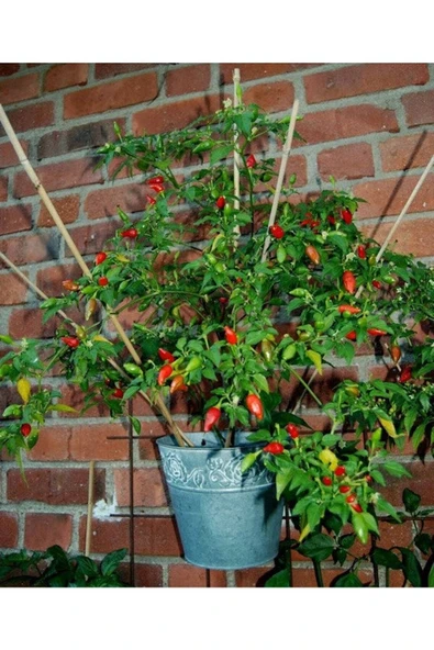 Muka Botanik 20 Adet Inca Red Drop Biber Tohumu - Resim 3