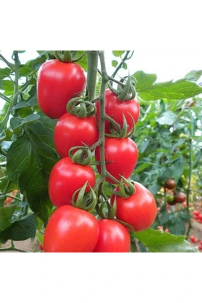 Muka Botanik Kokteyl Domates Tohumu / 10 Tohum ürün görseli
