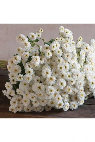 Muka Botanik Beyaz Deniz Lavantası Lımonıum Çiçek Tohumu 10 15 Adet ürün görseli