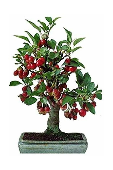 Muka Botanik 10 Adet Tohum Bodur Bonsai Kiraz Ağacı Bonzai Tohumu Saksı Toprak ürün görseli