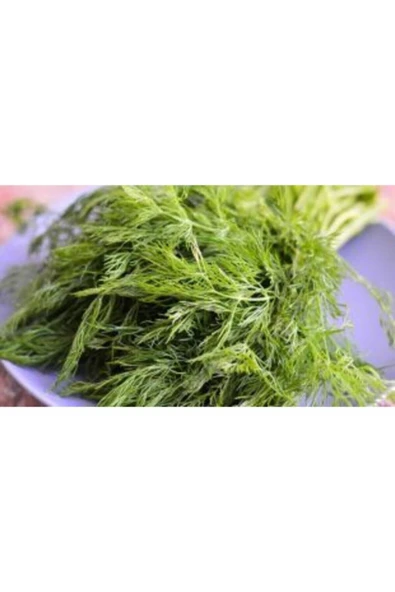 Muka Botanik Geleneksel Dere Otu Tohumu Ekim Seti - Resim 5