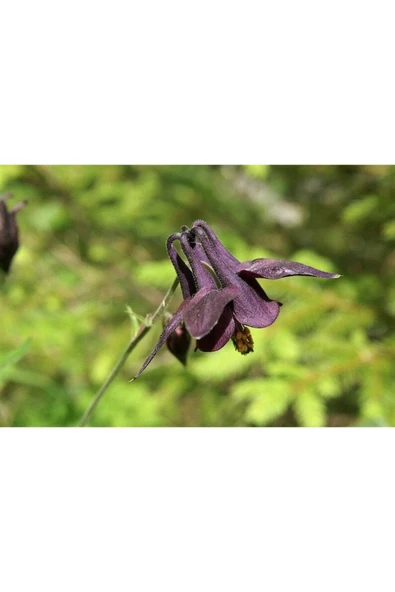 Muka Botanik 5 Adet Black Columbine Tohumu - Resim 2