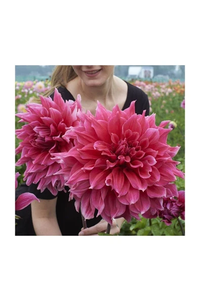 Muka Botanik Karışık Nadir Ithal Dev Dahlia Çiçeği Tohumu 5 Adet Tohum - Resim 3