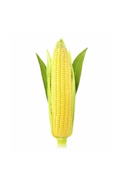 Muka Botanik Haşlamalık Süt Mısır Tohumu 30 Adet Tohum