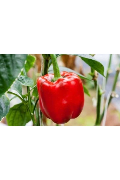 Muka Botanik 20 Adet California Wonder Dolmalık Biber Tohumu ürün görseli