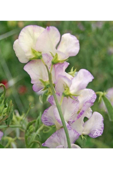 Muka Botanik 10 Adet Organic Sweet Pea High Scent Tohumu - Resim 4