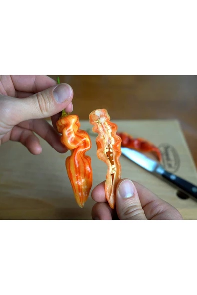 Muka Botanik 20 Adet Sugar Rush Stripey Biber Tohumu ürün görseli