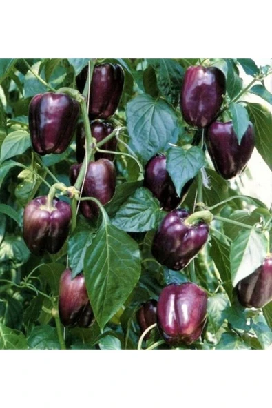 Muka Botanik 20 Adet Purple Bell Biber Tohumu - Resim 4