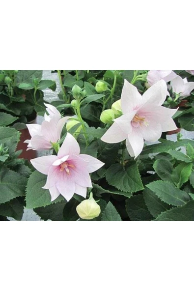 Muka Botanik 5 Adet Josam Pink Platycodon Tohumu - Resim 4
