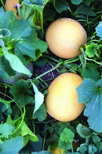 Muka Botanik Kokulu Ananas Kavun Tohumu / 5+ Adet Tohum - Resim 3