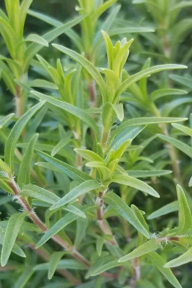 Muka Botanik Dağ Kekiği, Doğal Zahter Tohumu 20 Adet Tohum - Resim 3