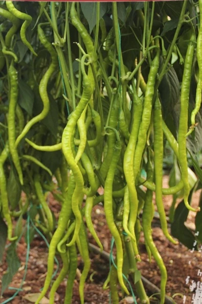 Muka Botanik Tatlı Kıl Biber Tohumu 25 Adet - Resim 2