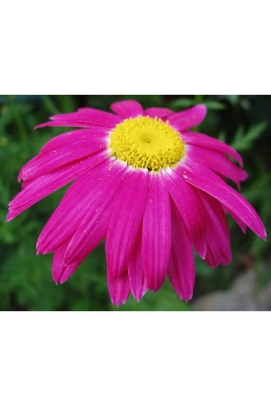 Muka Botanik 20 Adet Mixed Colors Robınsons Paınted Daısy Tohumu - Resim 5