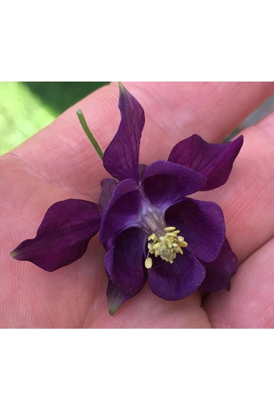 Muka Botanik 5 Adet Deep Purple Columbine Tohumu ürün görseli