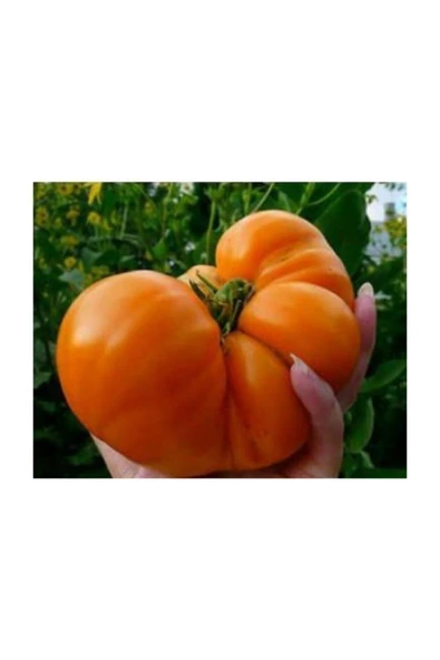Muka Botanik Nadir Ithal Iri Turuncu Domates Tohumu 10 Adet Tohum - Resim 2