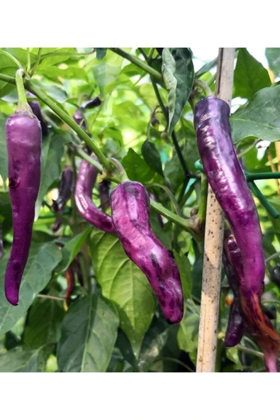 Muka Botanik 20 Adet Buena Mulata Purple Hot Biber Tohumu - Resim 3