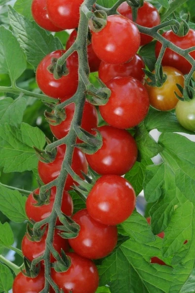 Muka Botanik Salkım Cherry Domates Tohumu / 5+ Adet Tohum - Resim 4