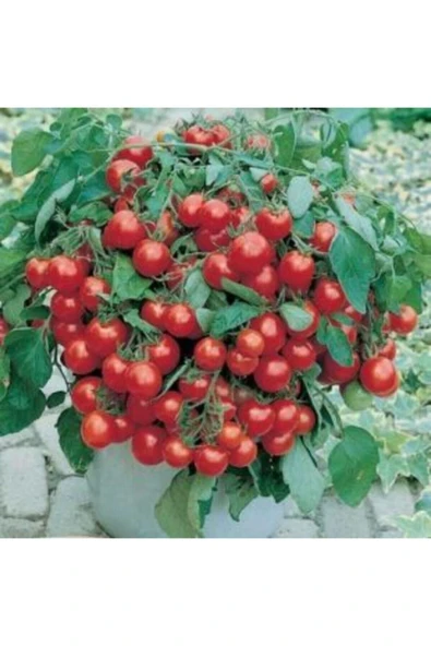Muka Botanik Cherry Saksılık Domates Tohumu Ekim Seti - Resim 3