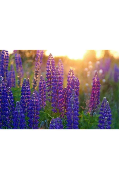 Muka Botanik 5 Adet Lupin Blue Flame Giant Tohumu - Resim 3