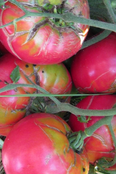 Muka Botanik Organik Pembe Domates Tohumu / 5+ Adet Tohum - Resim 3