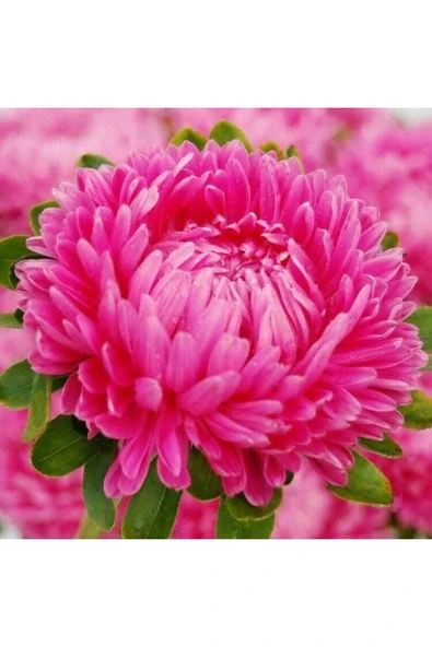 Muka Botanik 10 Adet Aster Karmelita Pink Annual Tohumu ürün görseli