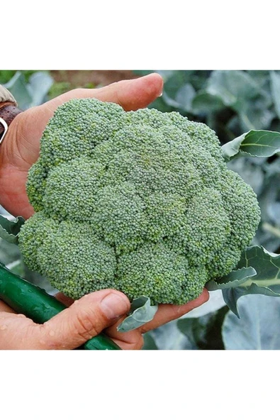 Muka Botanik 20 Adet Organik Brokoli Tohumu - Resim 2