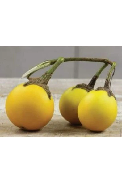 Muka Botanik Ithal Thailand Sarı Patlıcan Tohumu Ekim Seti - Resim 3