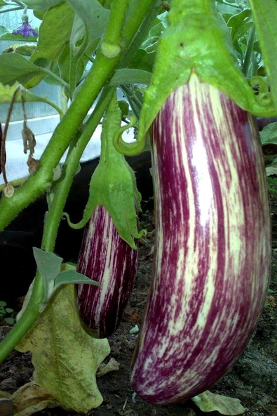 Muka Botanik Çizgili Kırçıllı Patlıcan Tohumu / 5+ Adet Tohum - Resim 4