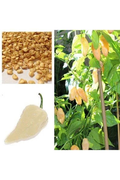 Muka Botanik 10 Adet Beyaz Bhut Jolokia Biber Tohumu ürün görseli