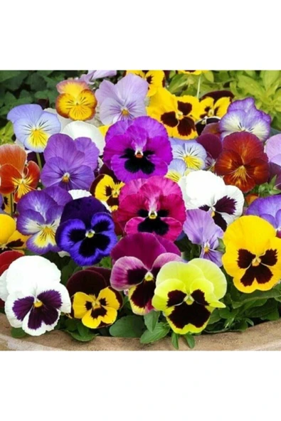 Muka Botanik Hercai Menekşe Çiçeği Tohumu ürün görseli