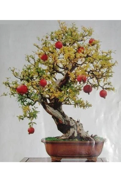 Muka Botanik Nadir Ithal Bodur Nar Bonzai Ağacı Tohumu 5 Tohum Bonsai Tohumu - Resim 4
