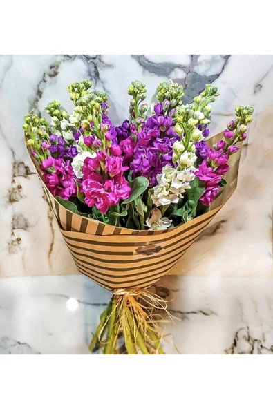 Muka Botanik Şebboy Çiçeği Tohumu 10 15 Adet ürün görseli