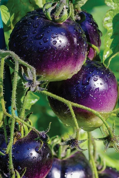 Muka Botanik Mor Domates Tohumu 40 Adet ürün görseli