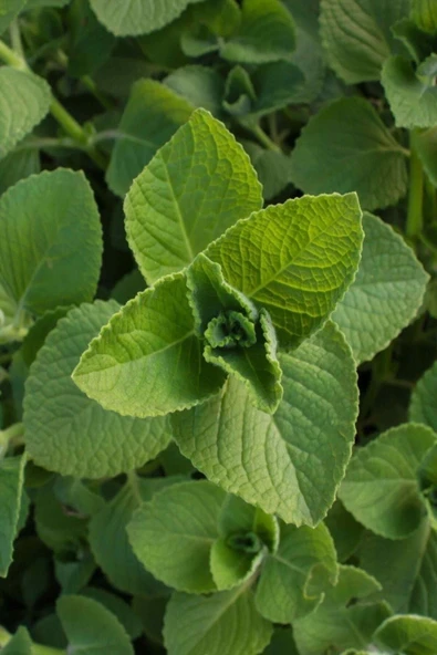 Muka Botanik Doğal Izmir Dağ Kekiği Tohumu / 40 Adet Tohum - Resim 3