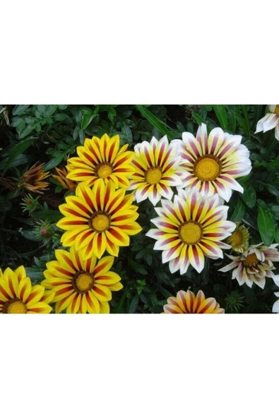 Muka Botanik 10 Adet White Gazania Tohumu - Resim 3