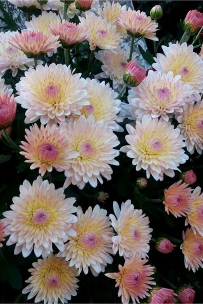 Muka Botanik Pudra Renkli Krizentem Çiçeği Tohumu 10 15 Adet ürün görseli