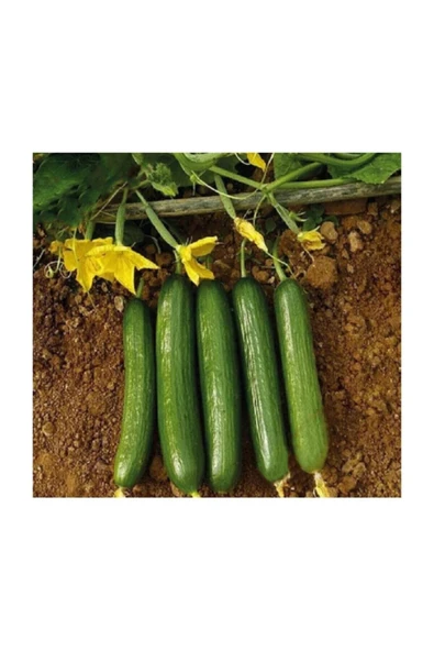 Muka Botanik Eko Paket 500 Adet Tohum Çengelköy Salatalık Tohumu Hıyar Salatalık Tohumu - Resim 2