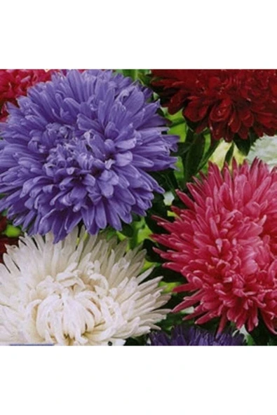 Muka Botanik 10 Adet Natural Chrysanthem Aster Mix Heirloom Tohumu - Resim 3