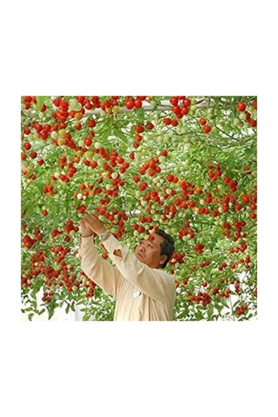 Muka Botanik Eko Paket 35 Adet Tohum Italyan Domates Ağacı Tohumu - Resim 5