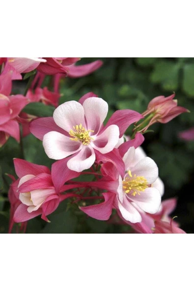 Muka Botanik 5 Adet Rose Star Columbine Tohumu ürün görseli