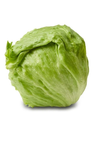 Muka Botanik Iceberg Göbek Marul Tohumu / 20 Adet Tohum - Resim 4