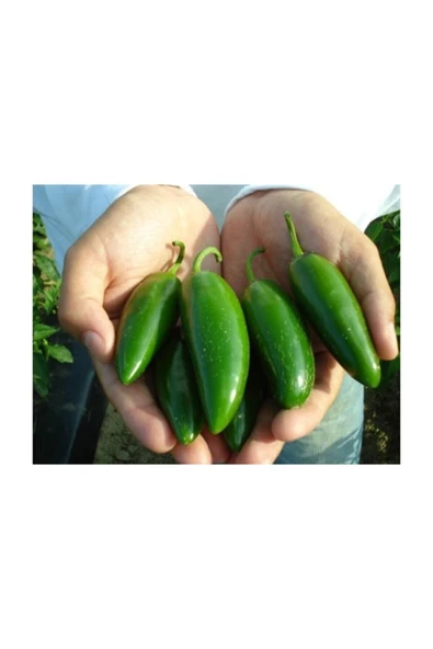 Muka Botanik Ithal Jalapeno Kırmızı Acı Meksika Biberi Tohumu 5 Adet Tohum - Resim 4