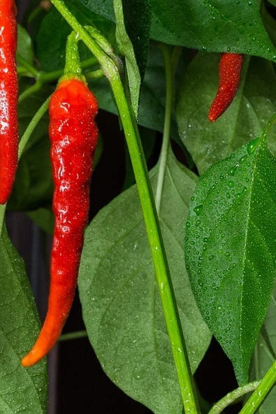 Muka Botanik Kırmızı Acı Macar Biberi Tohumu / 40+ Adet Tohumu - Resim 5