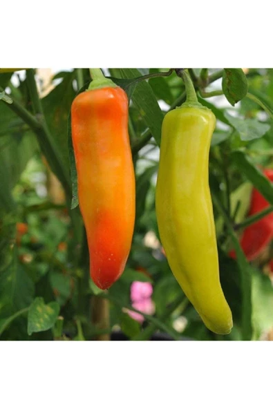 Muka Botanik 20 Adet Hungarian Hot Wax Biber Tohumu - 2