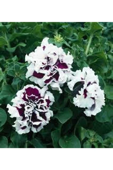 Muka Botanik 10 Adet Natural Double Petunia Piruet Purpurnaya Tohumu - Resim 5